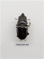 藏品(鬼艷鍬形蟲)的圖片